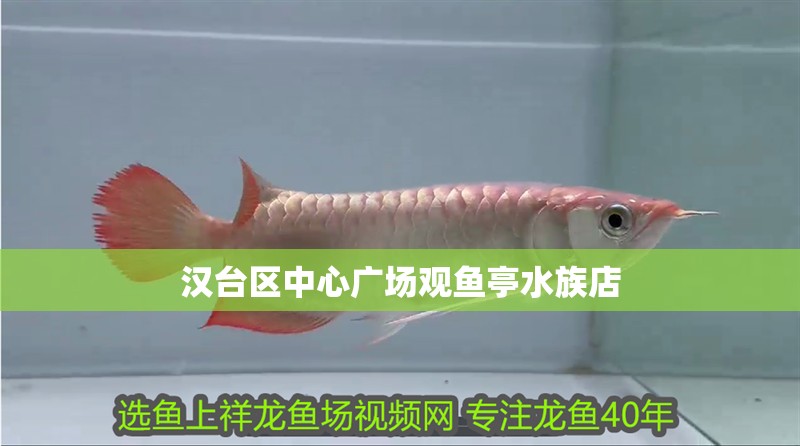 漢臺區中心廣場觀魚亭水族店