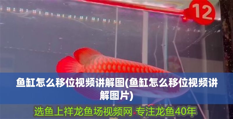 魚缸怎么移位視頻講解圖(魚缸怎么移位視頻講解圖片) 魚缸怎么移位視頻講解圖(魚缸怎么移位視頻講解圖片) 錦鯉魚百科 第1張
