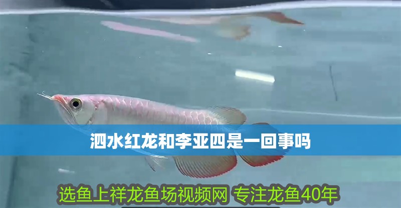 泗水紅龍和李亞四是一回事嗎