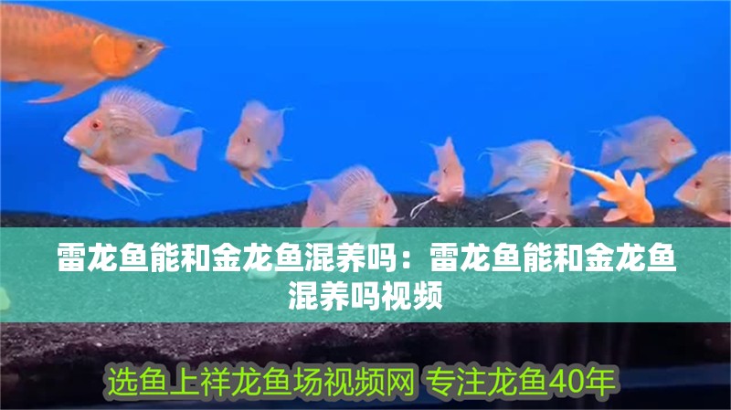 雷龍魚能和金龍魚混養嗎：雷龍魚能和金龍魚混養嗎視頻
