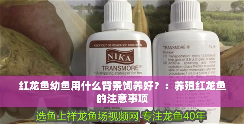 紅龍魚幼魚用什么背景飼養好？：養殖紅龍魚的注意事項