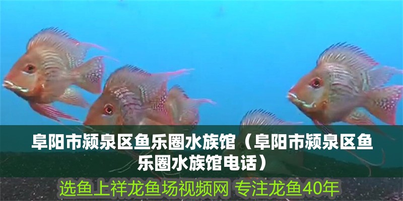 阜陽市潁泉區魚樂圈水族館（阜陽市潁泉區魚樂圈水族館電話）
