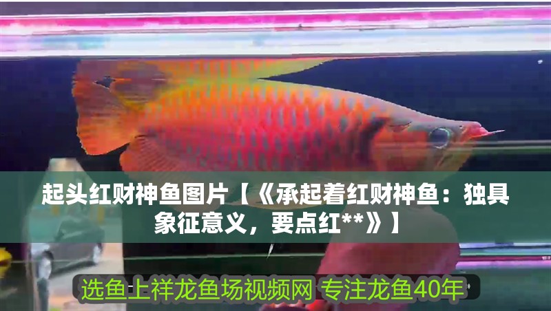 起頭紅財神魚圖片【《承起著紅財神魚：獨具象征意義，要點紅**》】