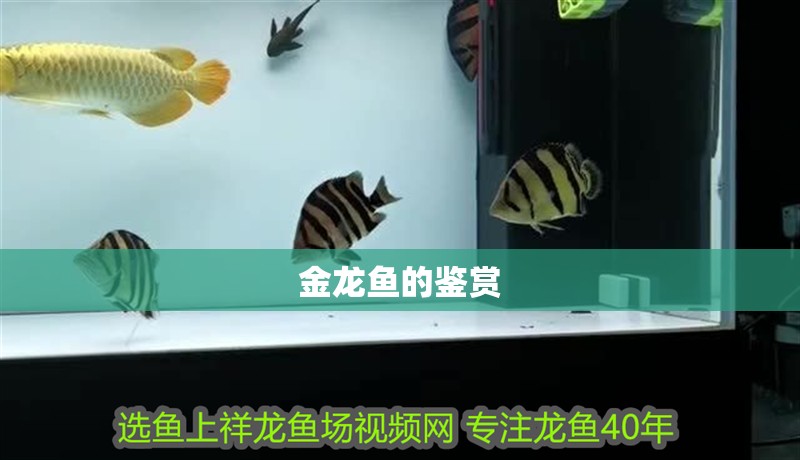 金龍魚的鑒賞