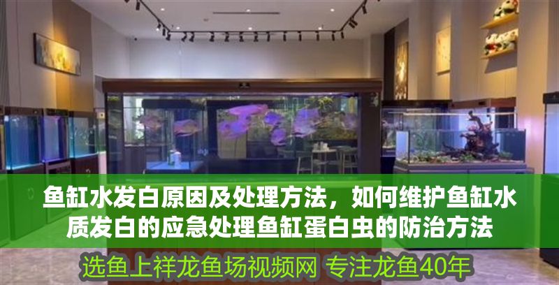 魚(yú)缸水發(fā)白原因及處理方法，如何維護(hù)魚(yú)缸水質(zhì)發(fā)白的應(yīng)急處理魚(yú)缸蛋白蟲(chóng)的防治方法