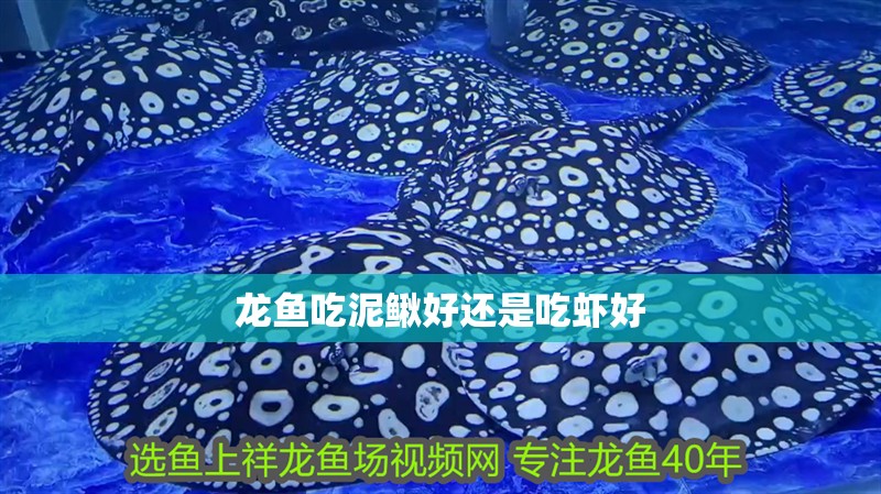 龍魚吃泥鰍好還是吃蝦好 龍魚吃泥鰍好還是吃蝦好 龍魚百科 第3張