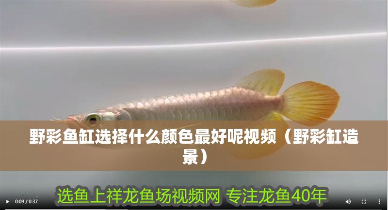 野彩魚缸選擇什么顏色最好呢視頻(野彩缸造景) 紅龍魚百科 第1張 野彩魚缸選擇什么顏色最好呢視頻(野彩缸造景) 野彩魚缸選擇什么顏色最好呢視頻(野彩缸造景) 紅龍魚百科 第1張