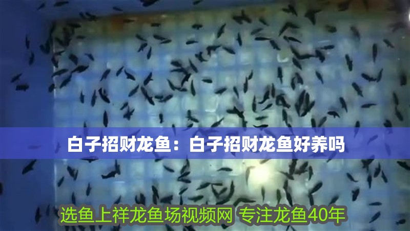 白子招財龍魚:白子招財龍魚好養嗎 水族問答 白子招財龍魚:白子招財龍魚好養嗎 白子招財龍魚:白子招財龍魚好養嗎 水族問答