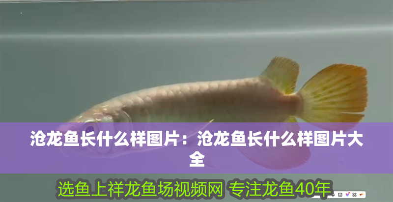 滄龍魚長什么樣圖片：滄龍魚長什么樣圖片大全 滄龍魚長什么樣圖片：滄龍魚長什么樣圖片大全 水族問答
