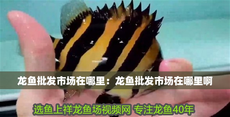 龍魚批發市場在哪里：龍魚批發市場在哪里啊