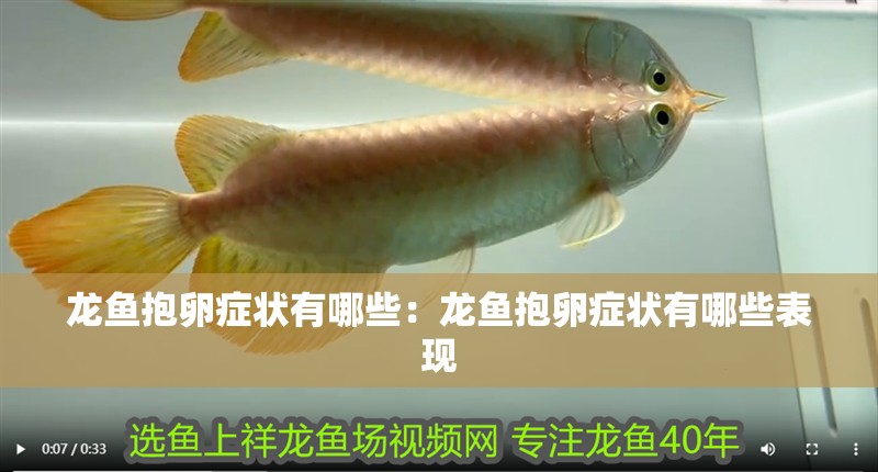 龍魚抱卵癥狀有哪些：龍魚抱卵癥狀有哪些表現