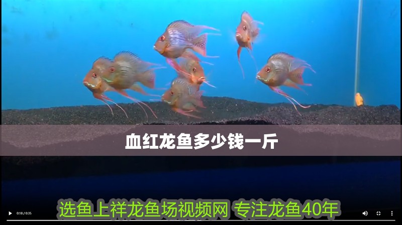 血紅龍魚(yú)多少錢(qián)一斤