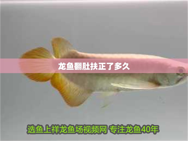 龍魚翻肚扶正了多久 龍魚百科 第3張 龍魚翻肚扶正了多久 龍魚翻肚扶正了多久 龍魚百科 第3張