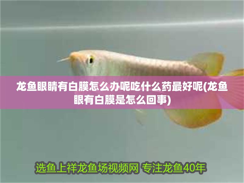 龍魚眼睛有白膜怎么辦呢吃什么藥最好呢(龍魚眼有白膜是怎么回事) 龍魚眼睛有白膜怎么辦呢吃什么藥最好呢(龍魚眼有白膜是怎么回事) 錦鯉魚百科 第1張