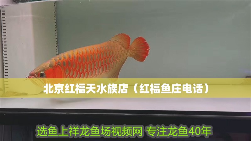 北京紅福天水族店（紅福魚莊電話）