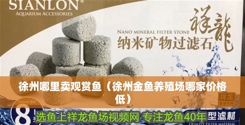 徐州哪里賣觀賞魚（徐州金魚養(yǎng)殖場哪家價格低）