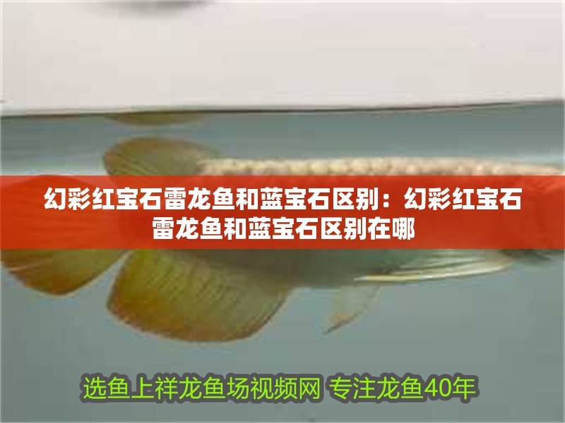 幻彩紅寶石雷龍魚和藍寶石區別：幻彩紅寶石雷龍魚和藍寶石區別在哪 幻彩紅寶石雷龍魚和藍寶石區別：幻彩紅寶石雷龍魚和藍寶石區別在哪 水族問答