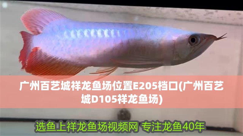 廣州百藝城祥龍魚場位置E205檔口(廣州百藝城D105祥龍魚場)