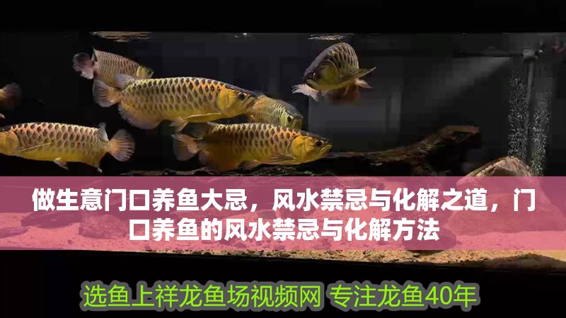 做生意門口養魚大忌，風水禁忌與化解之道，門口養魚的風水禁忌與化解方法 做生意門口養魚大忌，風水禁忌與化解之道，門口養魚的風水禁忌與化解方法 龍魚百科 第1張