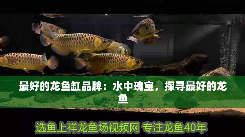 最好的龍魚缸品牌：水中瑰寶，探尋最好的龍魚