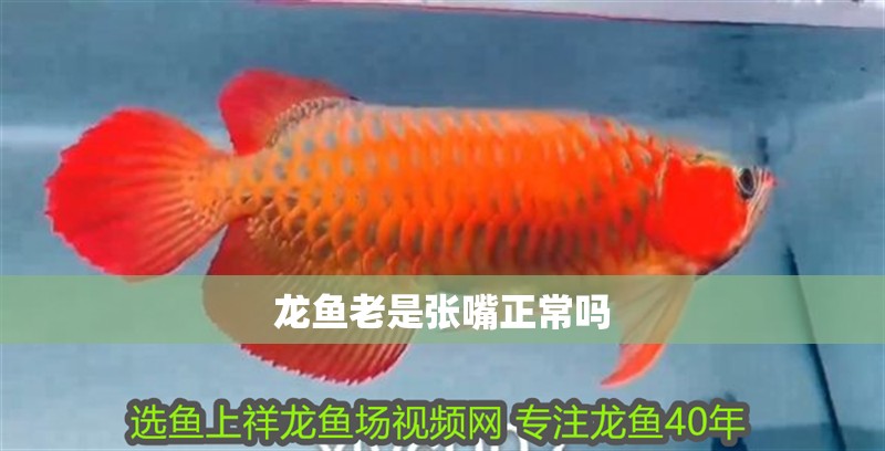 龍魚老是張嘴正常嗎 龍魚老是張嘴正常嗎 龍魚百科 第3張