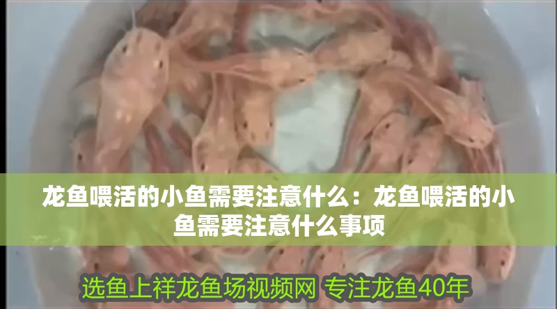 龍魚喂活的小魚需要注意什么：龍魚喂活的小魚需要注意什么事項(xiàng)