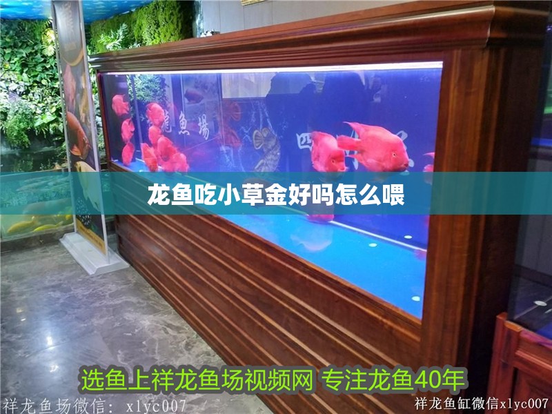 龍魚吃小草金好嗎怎么喂 龍魚吃小草金好嗎怎么喂 龍魚百科 第3張