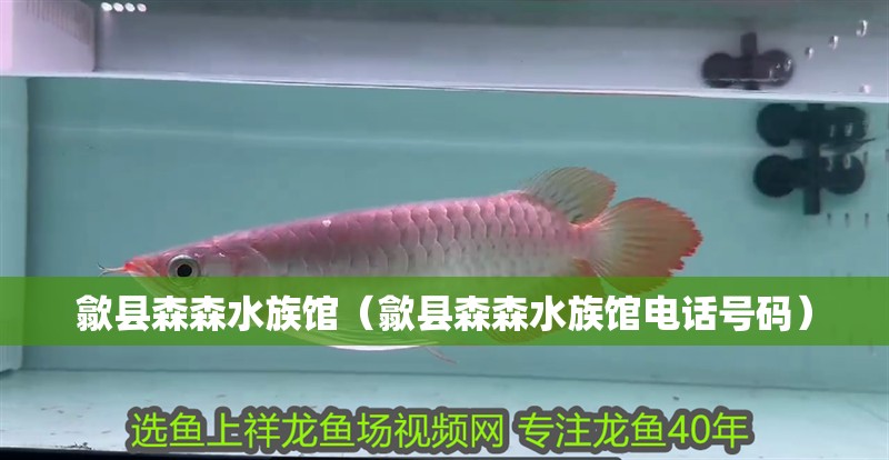 歙縣森森水族館（歙縣森森水族館電話號碼） 歙縣森森水族館（歙縣森森水族館電話號碼） 全國水族館企業名錄 第2張