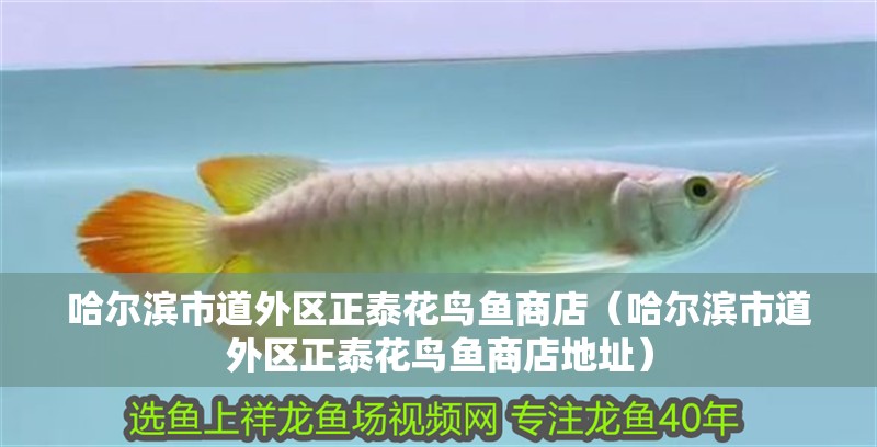 哈爾濱市道外區正泰花鳥魚商店（哈爾濱市道外區正泰花鳥魚商店地址）