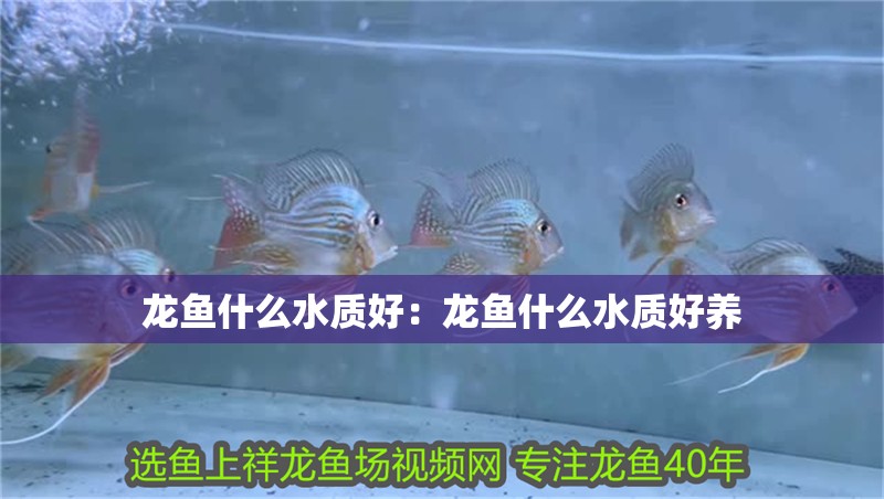 龍魚什么水質好：龍魚什么水質好養