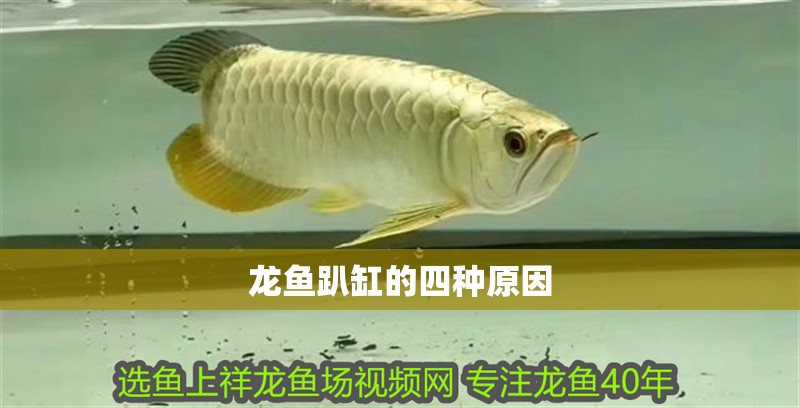 龍魚趴缸的四種原因 龍魚趴缸的四種原因 龍魚論壇