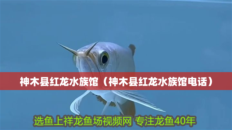 豬鼻龜原產(chǎn)地是保護(hù)動物嗎圖片(豬鼻龜瀕危物種) 豬鼻龜原產(chǎn)地是保護(hù)動物嗎圖片(豬鼻龜瀕危物種) 豬鼻龜百科 第2張