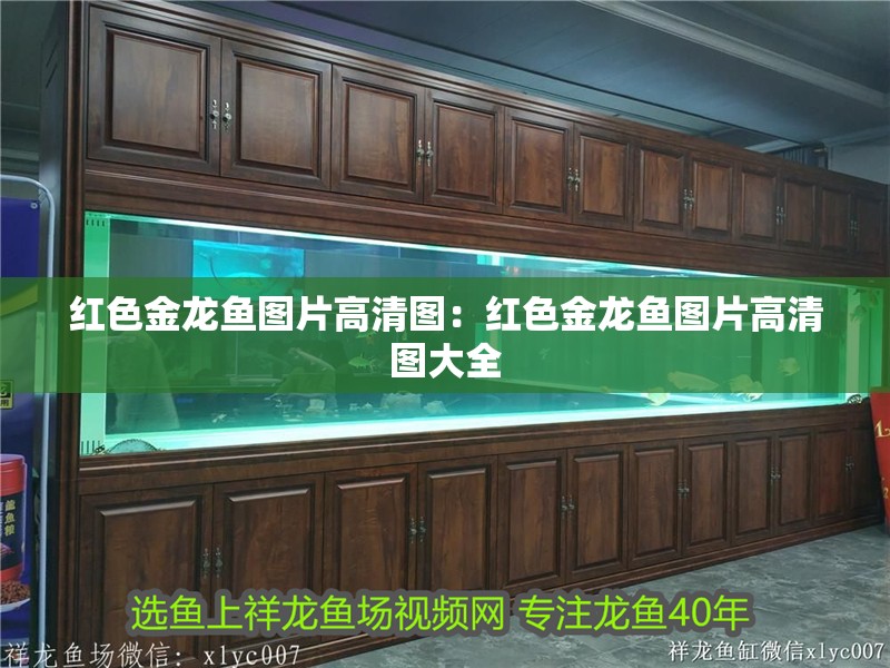 紅色金龍魚圖片高清圖：紅色金龍魚圖片高清圖大全