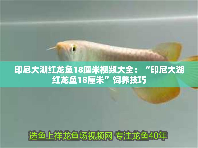 印尼大湖紅龍魚18厘米視頻大全：“印尼大湖紅龍魚18厘米”飼養(yǎng)技巧 印尼大湖紅龍魚18厘米視頻大全：“印尼大湖紅龍魚18厘米”飼養(yǎng)技巧 大湖紅龍魚百科 第2張