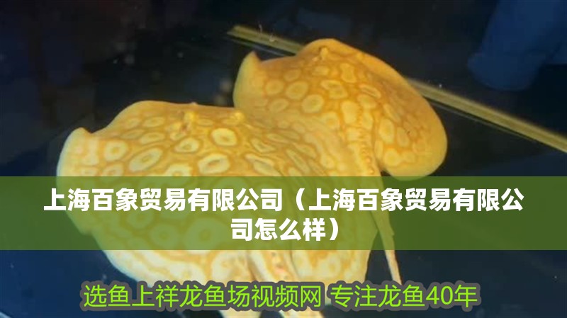 上海百象貿(mào)易有限公司（上海百象貿(mào)易有限公司怎么樣）
