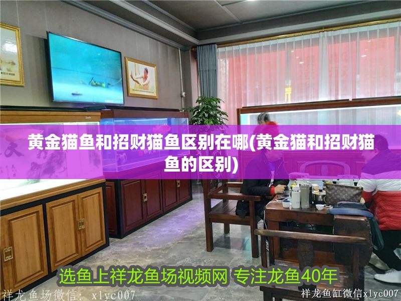 黃金貓魚和招財貓魚區別在哪(黃金貓和招財貓魚的區別) 黃金貓魚和招財貓魚區別在哪(黃金貓和招財貓魚的區別) 黃金貓魚百科 第1張
