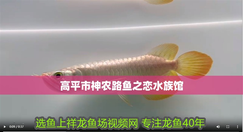 高平市神農路魚之戀水族館