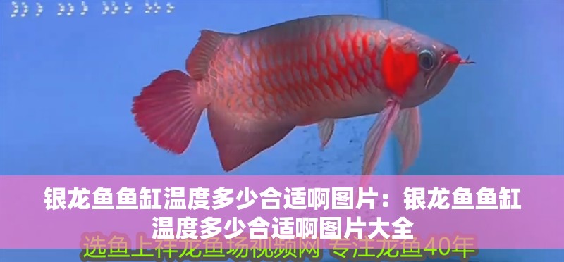閩江魚缸1.5米有哪些型號(廣東閩江水族實業有限公司魚缸價格)