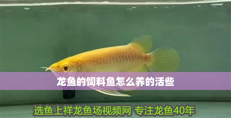 龍魚的飼料魚怎么養的活些