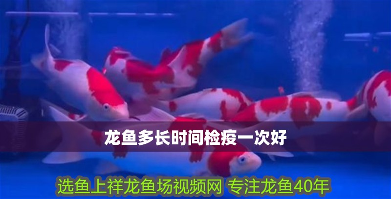 龍魚多長時(shí)間檢疫一次好