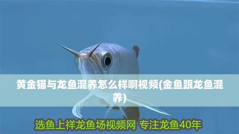 黃金貓與龍魚混養怎么樣啊視頻(金魚跟龍魚混養)