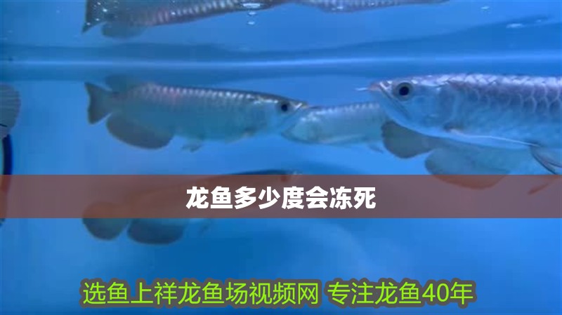 龍魚多少度會凍死