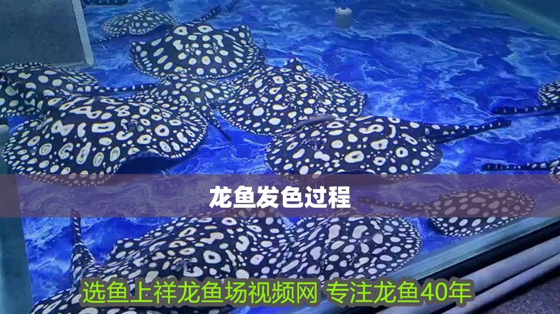 龍魚(yú)發(fā)色過(guò)程 龍魚(yú)發(fā)色過(guò)程 龍魚(yú)百科 第3張