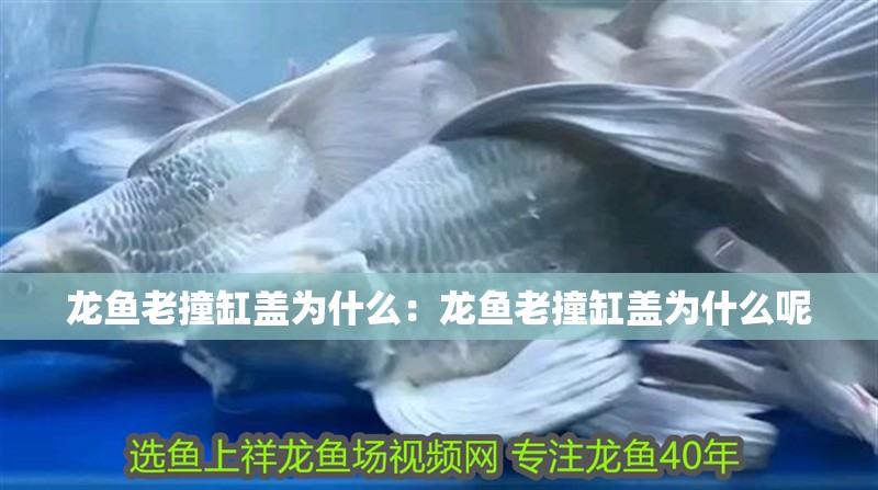 龍魚老撞缸蓋為什么：龍魚老撞缸蓋為什么呢