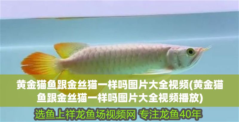 黃金貓魚跟金絲貓一樣嗎圖片大全視頻(黃金貓魚跟金絲貓一樣嗎圖片大全視頻播放) 黃金貓魚跟金絲貓一樣嗎圖片大全視頻(黃金貓魚跟金絲貓一樣嗎圖片大全視頻播放) 黃金貓魚百科 第1張