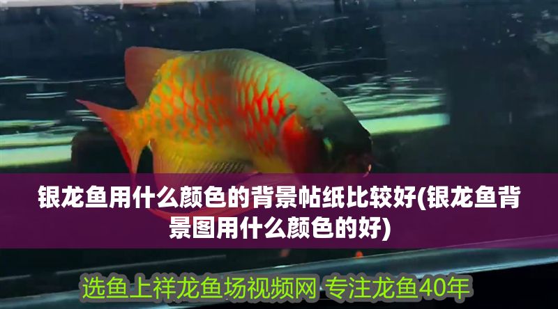 銀龍魚用什么顏色的背景帖紙比較好(銀龍魚背景圖用什么顏色的好)