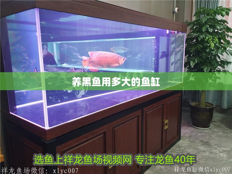 養(yǎng)黑魚(yú)用多大的魚(yú)缸