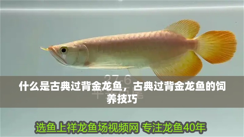 什么是古典過背金龍魚，古典過背金龍魚的飼養技巧