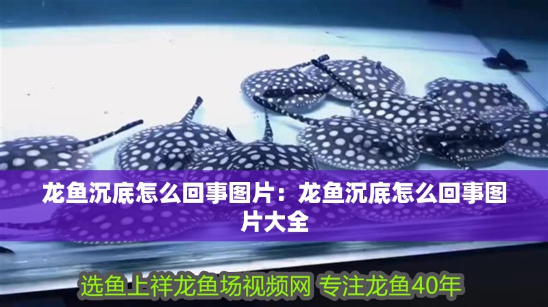 龍魚沉底怎么回事圖片：龍魚沉底怎么回事圖片大全