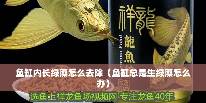 魚(yú)缸用增氧泵價(jià)格是多少:魚(yú)缸增氧機(jī)-xtrac增氧機(jī)-xtrac增氧機(jī) 魚(yú)缸內(nèi)長(zhǎng)綠藻怎么去除(魚(yú)缸總是生綠藻怎么辦) 觀賞魚(yú)百科 魚(yú)缸內(nèi)長(zhǎng)綠藻怎么去除(魚(yú)缸總是生綠藻怎么辦) 魚(yú)缸內(nèi)長(zhǎng)綠藻怎么去除(魚(yú)缸總是生綠藻怎么辦) 觀賞魚(yú)百科
